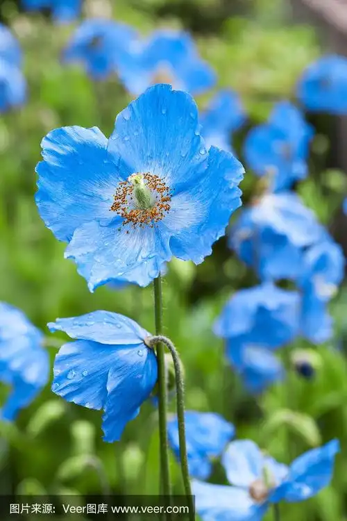 meconopsis蓝罂粟