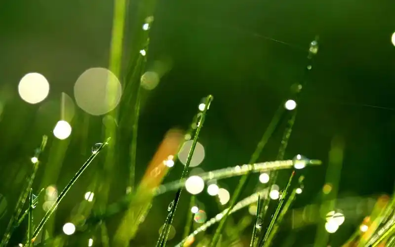 绿色植物精美素材_唯美绿色护眼_风景壁纸