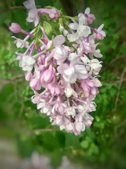 花开正艳的重瓣洋丁香(手机拍)