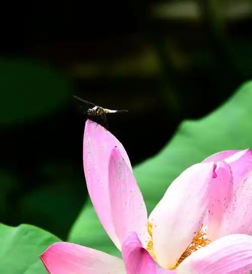 荷花与蜻蜓