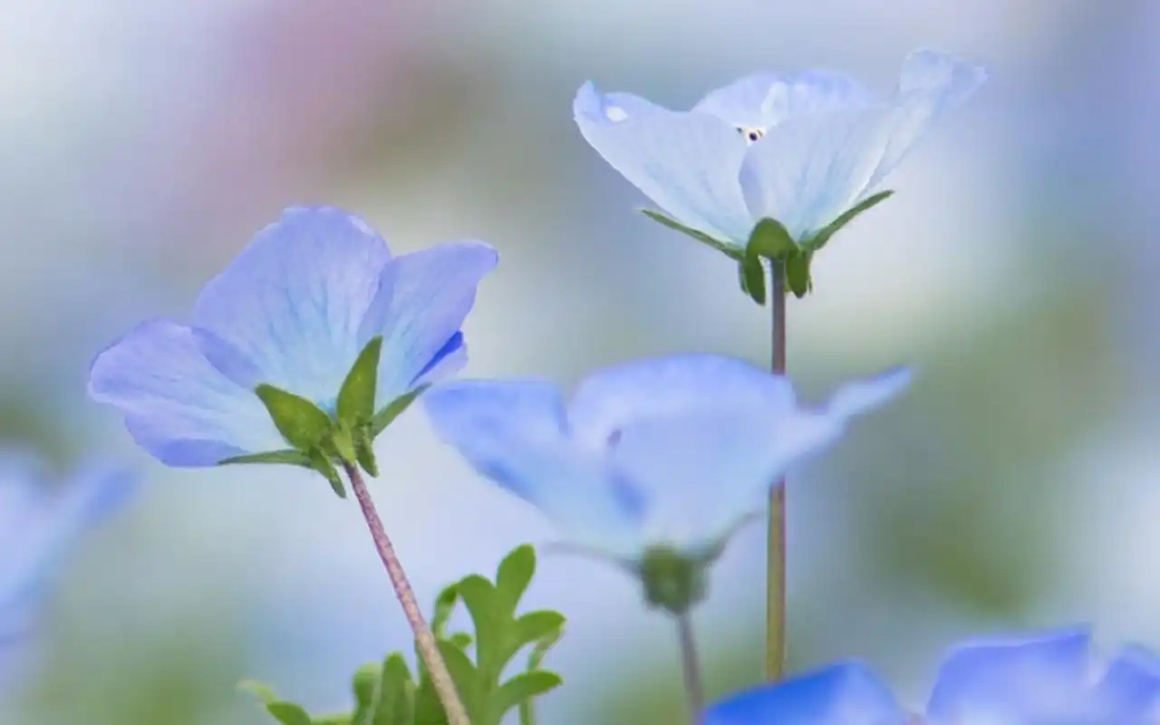 清新淡雅植物花卉图片桌面壁纸-植物壁纸-手机壁纸下载-美桌网
