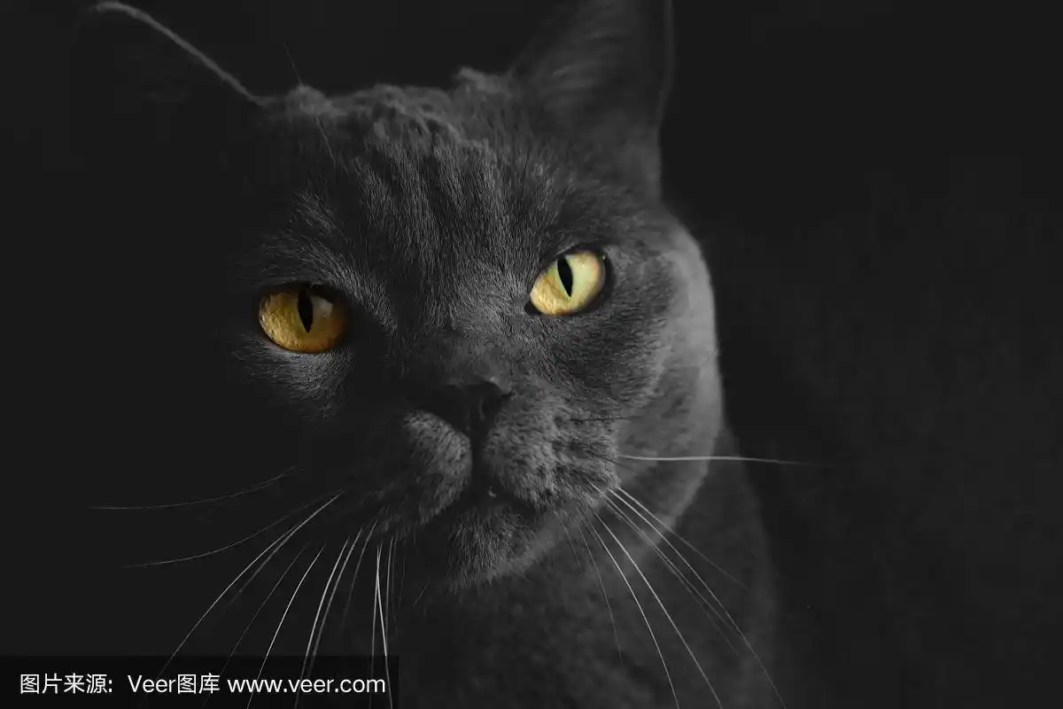 黑色的英国猫特写与黄色的眼睛在黑暗的背景.壁纸