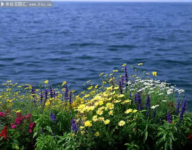 海边野花图片素材
