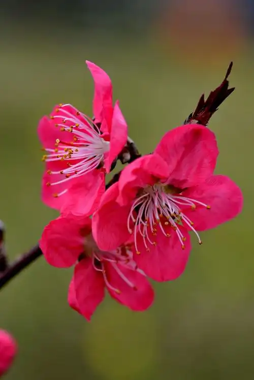 【图片13】用百微拍了几朵桃花--蜂鸟论坛照片套图