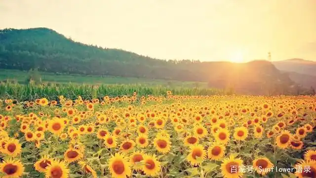 阳光干净的治愈句子,赏心悦目,让人心旷神怡!