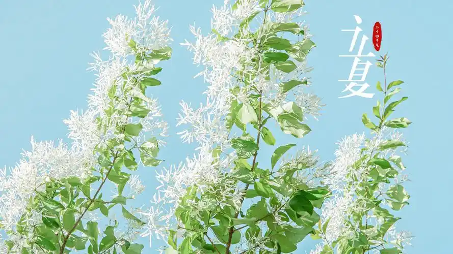 2021小清新立夏节气