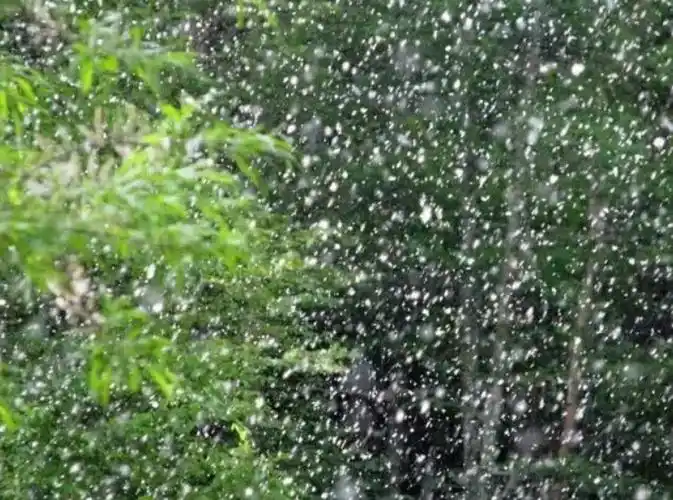 我市杨柳絮预警地图来了这份防护指南请收好