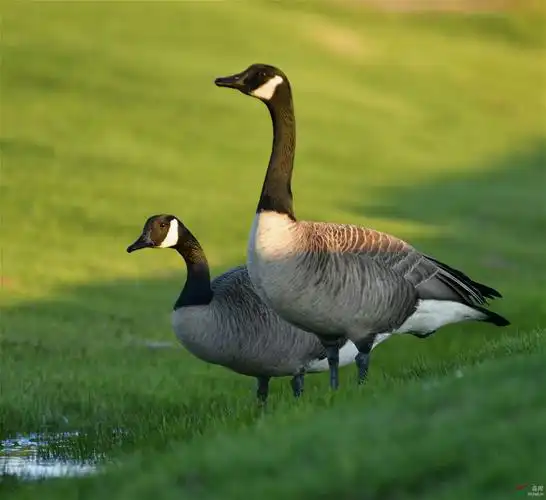 加拿大雁