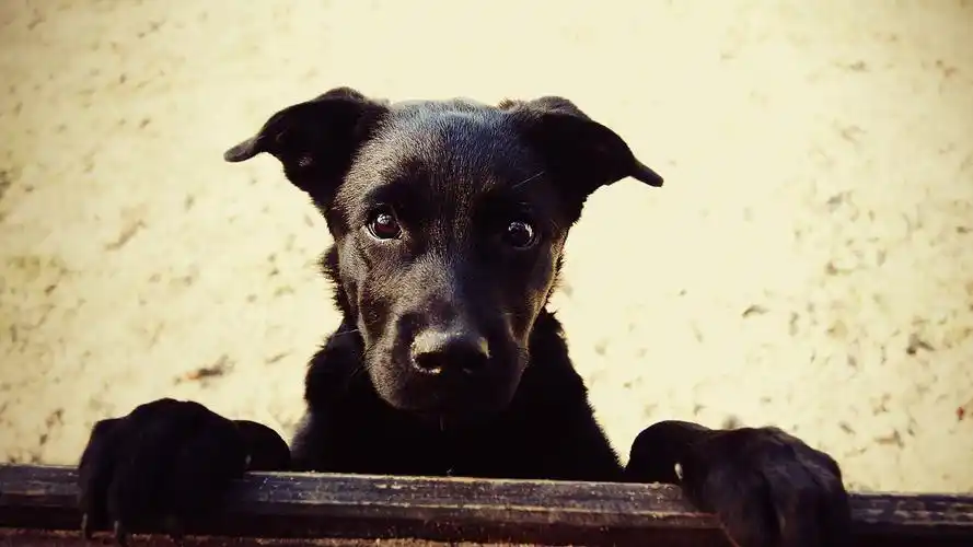 可爱萌宠汪星人治愈系高清桌面壁纸