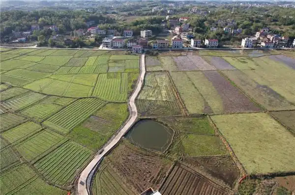 走进邵东市团山镇东红村,稻田丰收的金黄充满了产业兴旺的喜悦,荷艳鸭