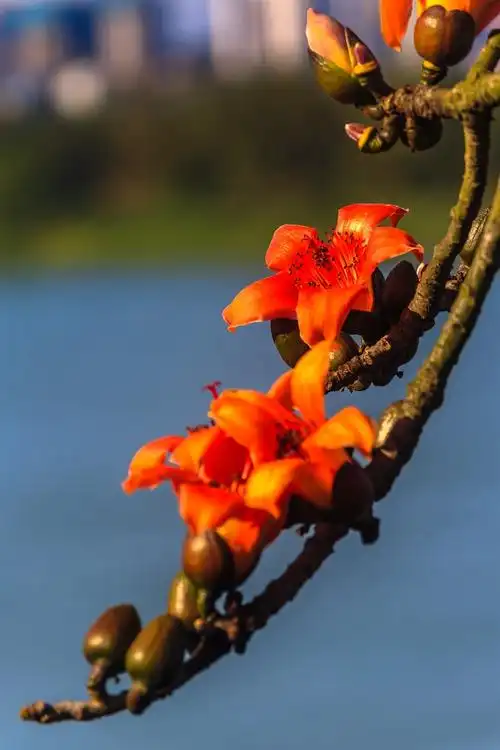 邕城春早木棉红 (/)