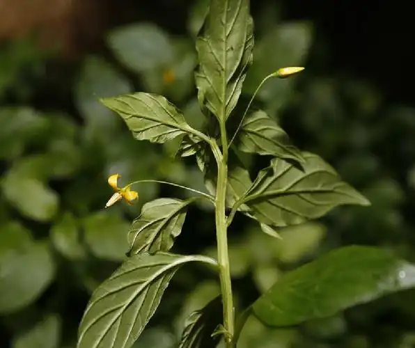 p>细梗香草(学名: i>lysimachia capillipes /i> hemsl.