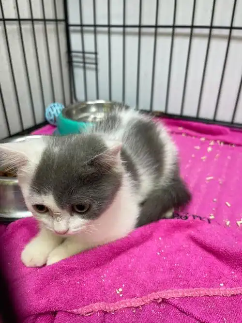 蓝白串串找领养