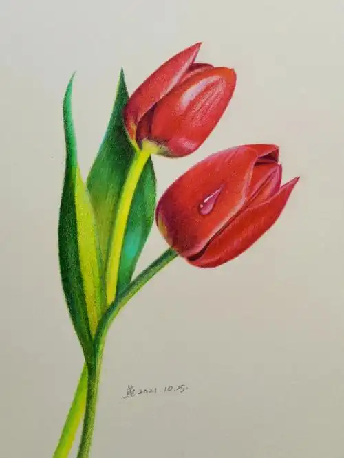 彩铅画练习51郁金香临