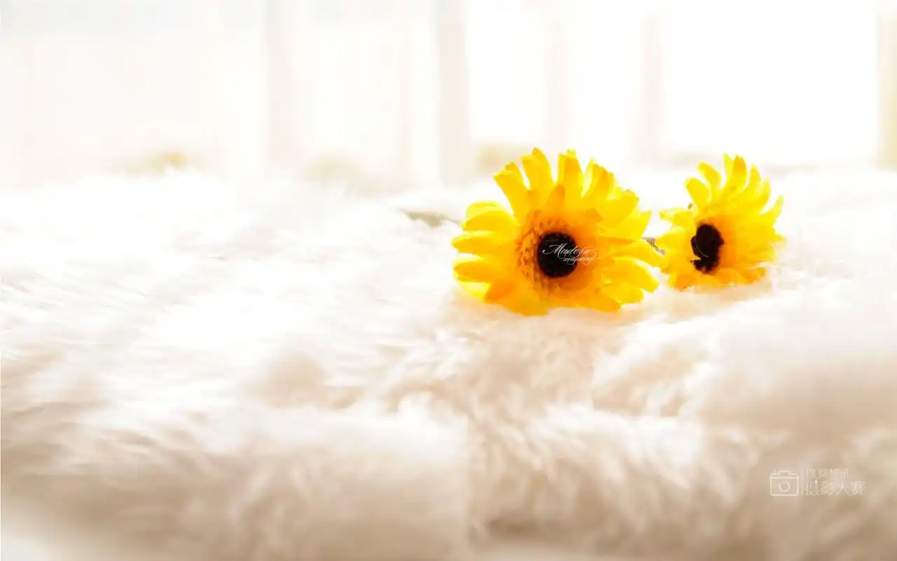 夏季向日葵唯美电脑桌面壁纸下载
