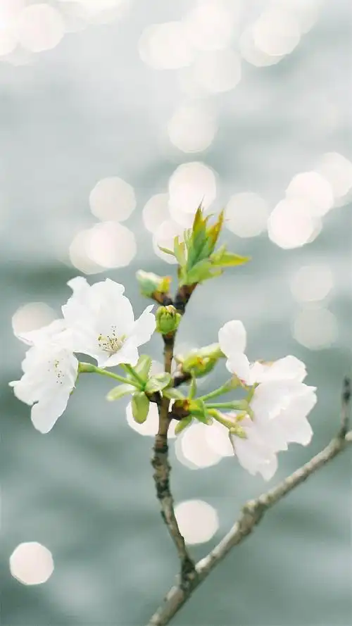 小清新治愈系简约图片手机壁纸2