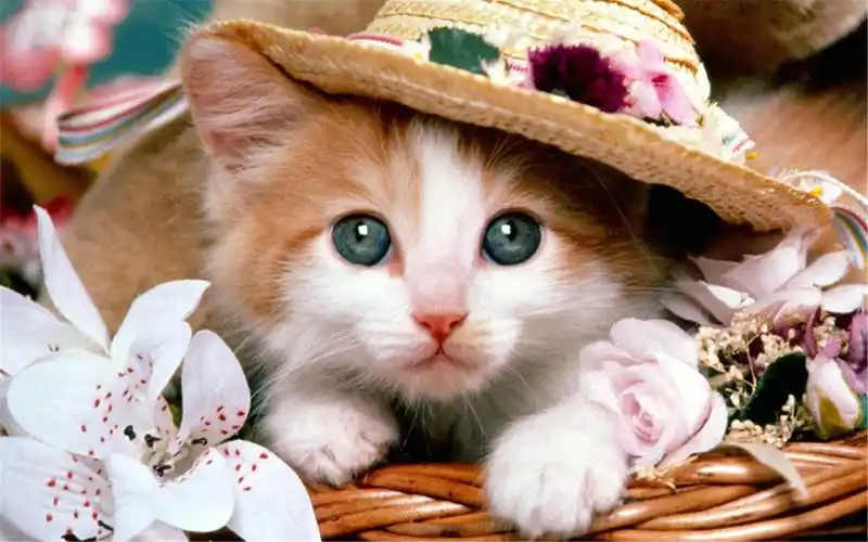 可爱的喵星人是非常爱卖萌的,它们瞪大圆圆的眼睛的样子真是很好笑;而