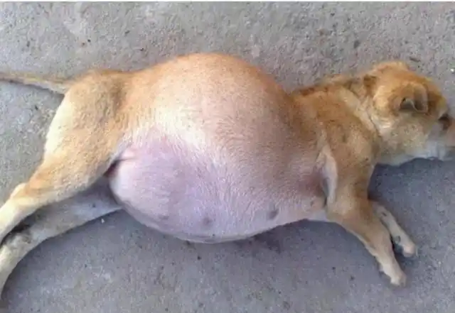 网友最近出去吃饭的时候总是看见了一只狗狗挺着个大肚子坐在那儿无精