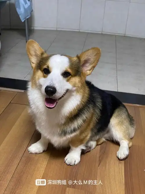 坐标南山三色柯基找女朋友