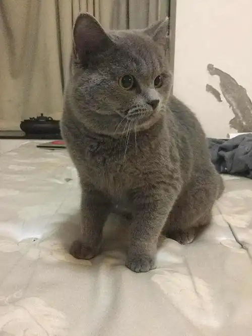 出八个月超级可爱的公蓝猫~ 妹子进 ,有猫的优先