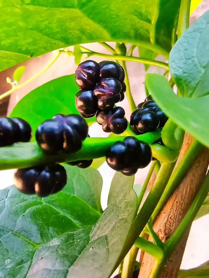 木耳菜,凉拌,热炒,美味无限.它的种子成熟后是不是也挺可爱? - 抖音