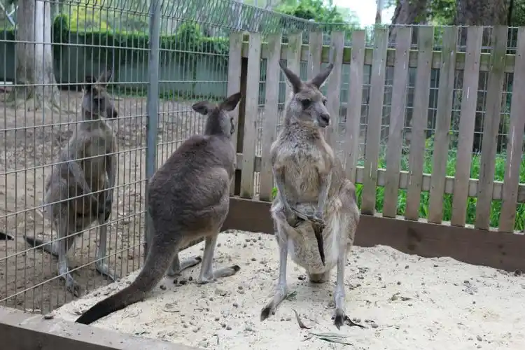 澳大利亚国徽中动物.袋鼠.悉尼野生动物园随拍