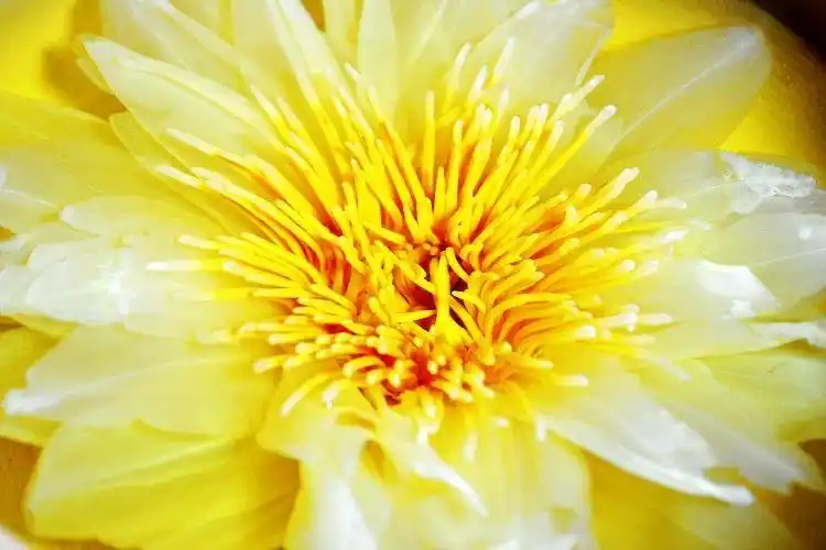 京力推荐莲花茶观音金莲花香水莲花茶九品香莲茶单朵花片鲜花茶a紫色