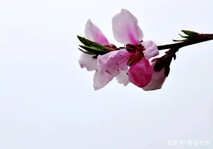 桃花年年开 好运年年来 天天桃花运 月月福禄进