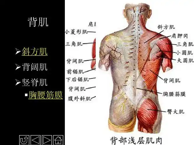 解剖学课件—骨骼肌 背肌  斜方肌  背阔肌  竖脊肌  胸腰筋膜