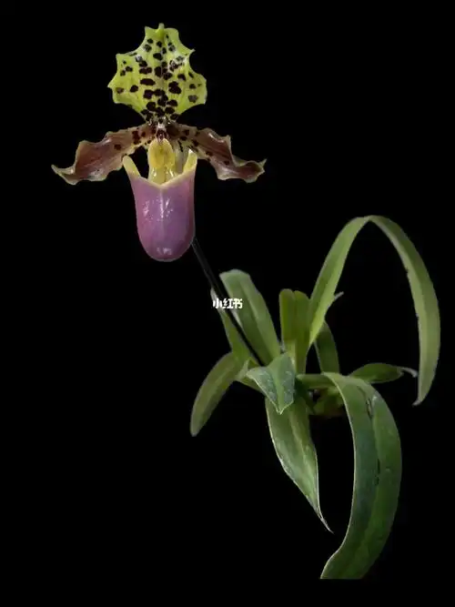 微距下看亨利兜兰