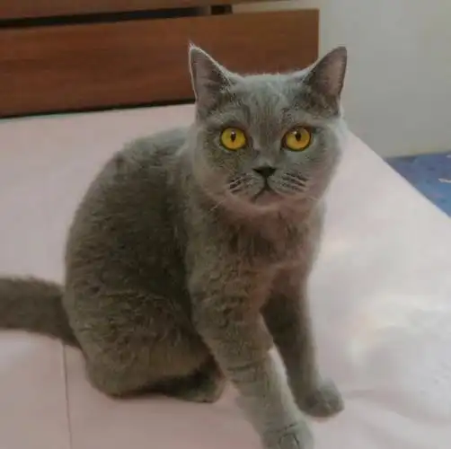 上海蓝猫与美短找领养后院救出来的