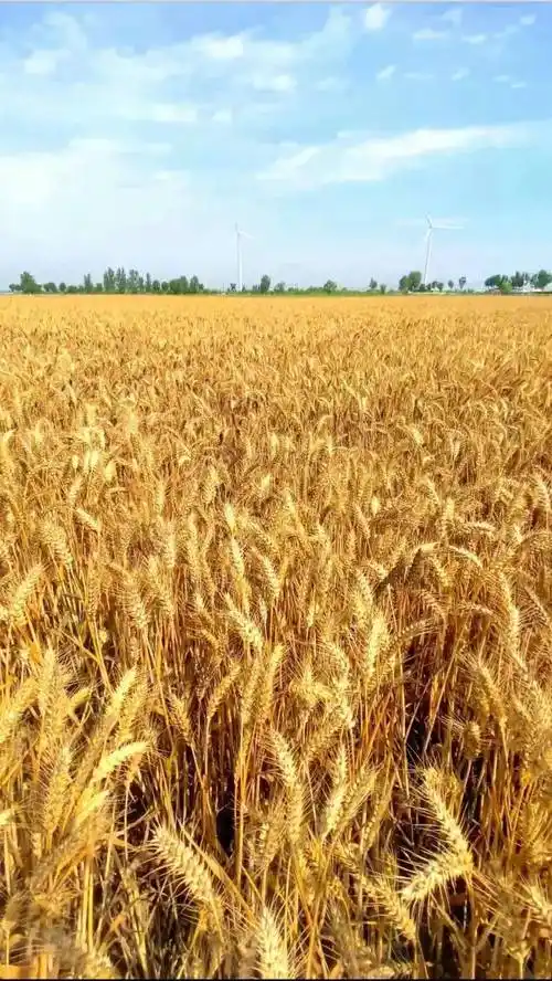 濮阳这片金色麦田美出圈了!每一帧都是美景._田野_麦穗_小麦