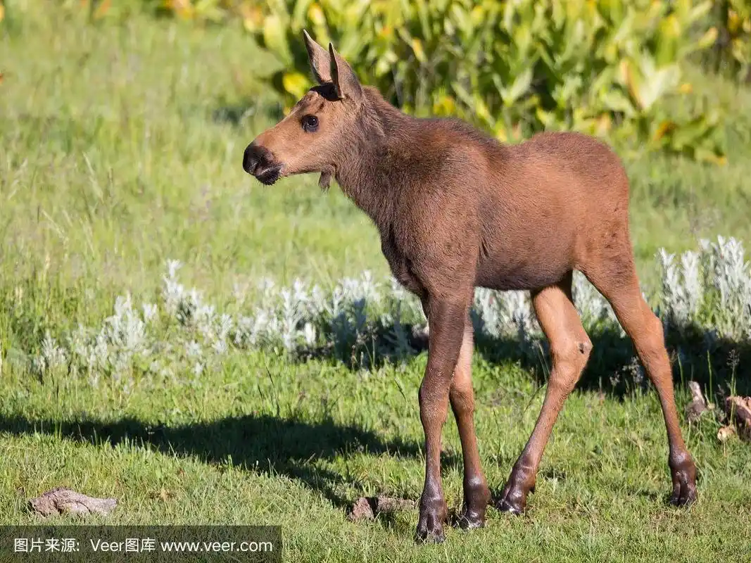 草丛中的小驼鹿