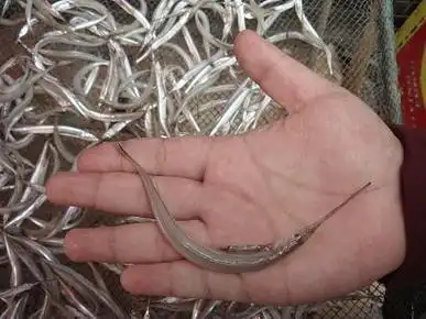 请问嘴巴像一支针这么长又尖的是什么鱼.