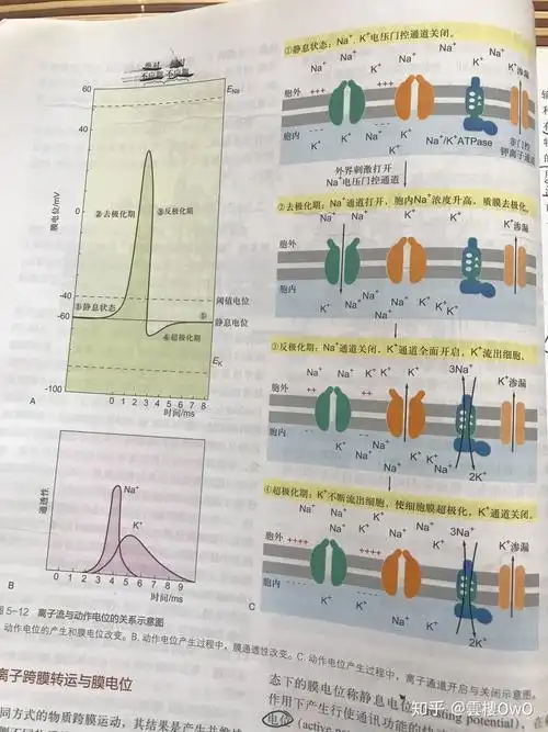 超极化如何恢复到静息电位