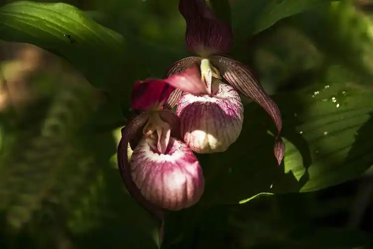 今天有野生兜兰展现给大家.