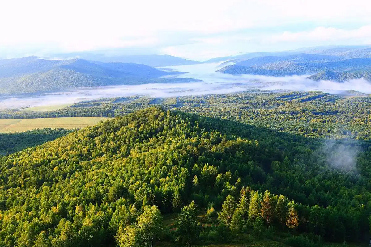长白山区素有"长白林海"之称,是中国六大林区之一,"长白松"为长白山特