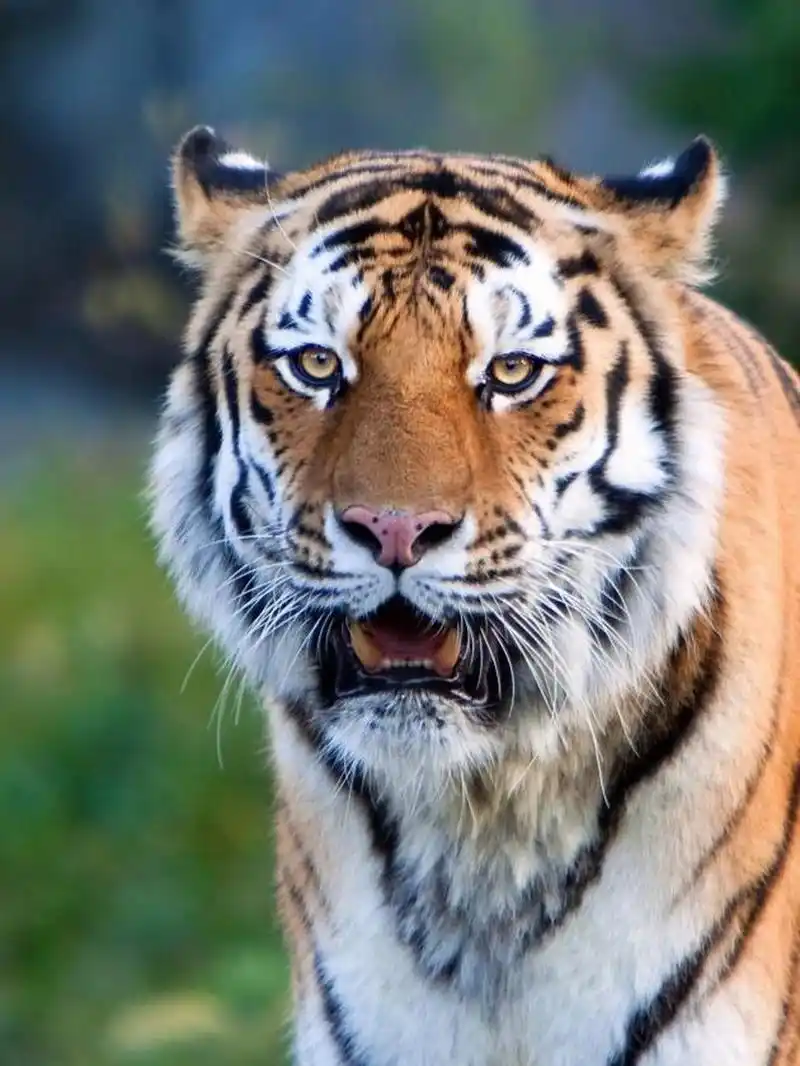 老虎壁纸 感谢小焓提供的小方法,多看老虎可以提升正气,减少负能量