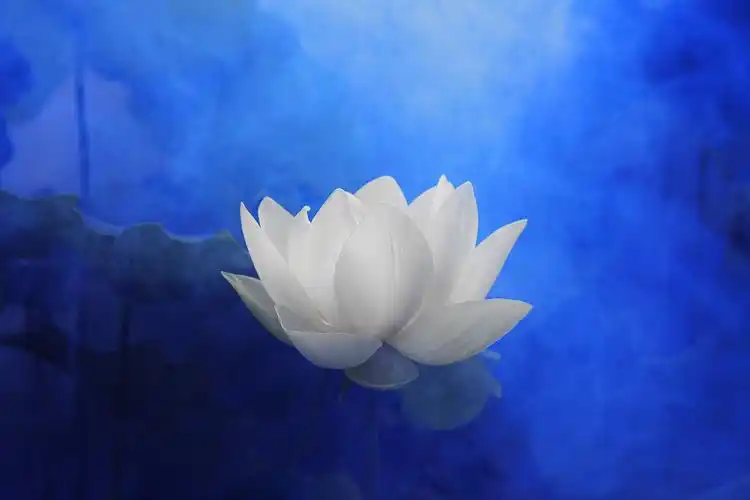 100张外国人眼中的荷花高清大图可做方案 恍若仙境禅意幽然