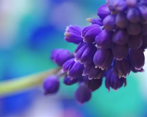 蓝色葡萄风信子花微距摄影 壁纸 - 1280x1024