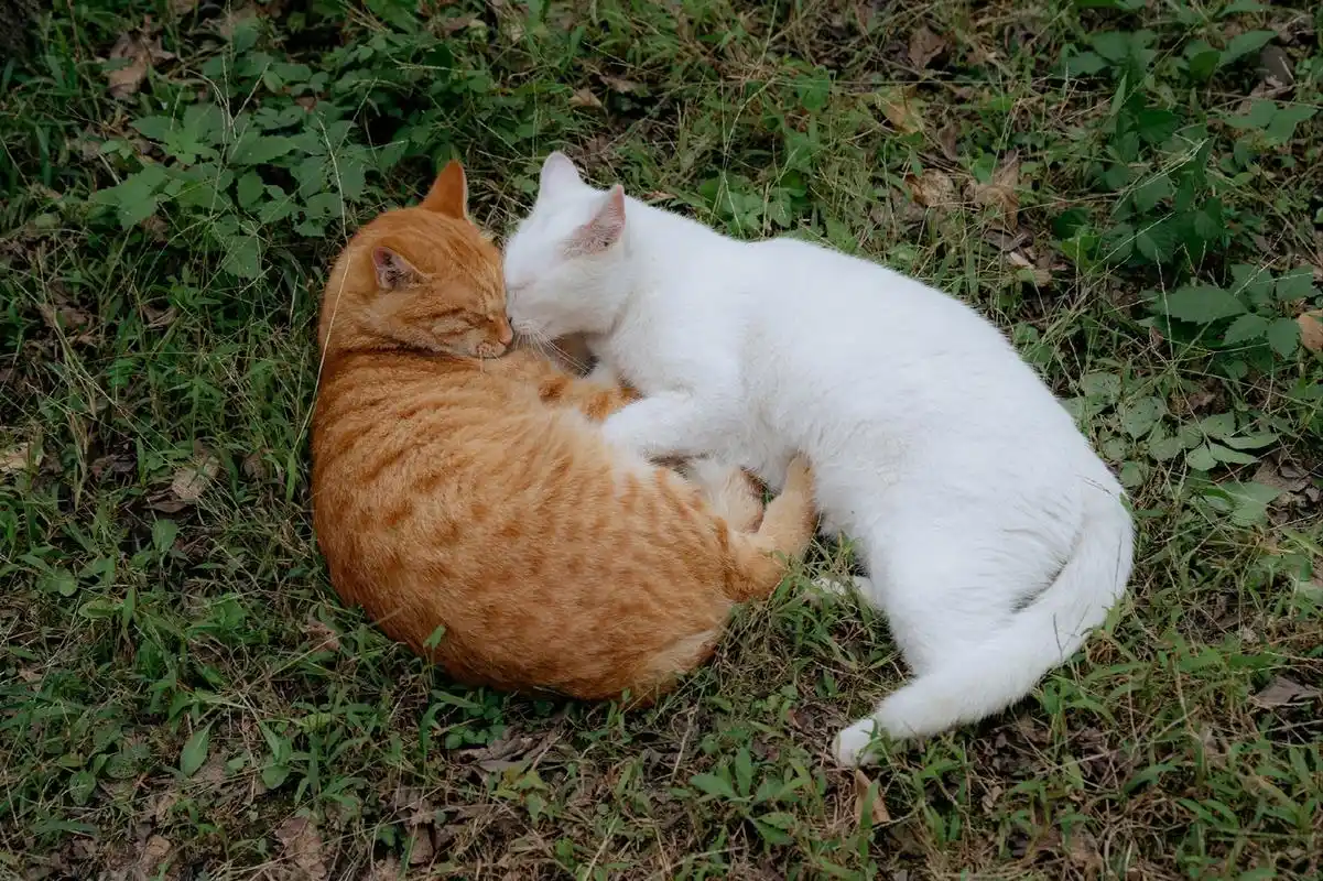 猫咪趣事:公园里的"大橘"与"阿雪公主",是一对形影不离的恩爱夫妻
