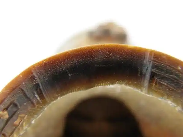 蹄子料仿犀角杯rynohorn16