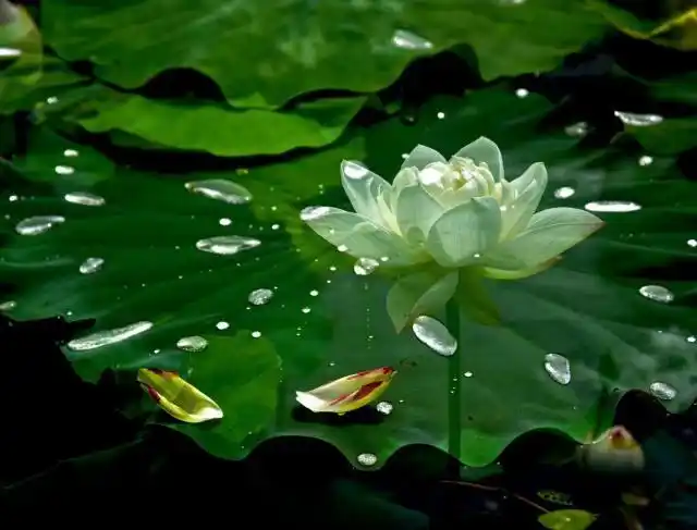 水珠晶莹剔透,与白色的荷花相映衬,十分美丽.【摄影:小何】