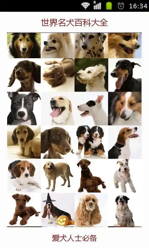 世界名犬百科大全