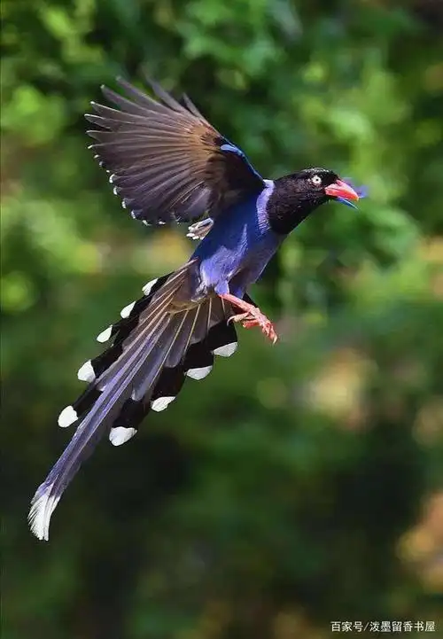小鸟系列手机壁纸图片
