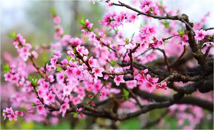 春天风景桃花树,图片大全,高清,图库-回车桌面