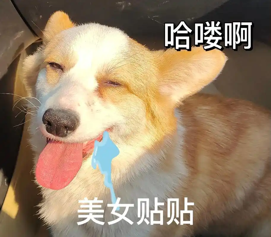 哈哈哈哈哈越看越想笑#表情包 #柯基 #搞笑  - 抖音