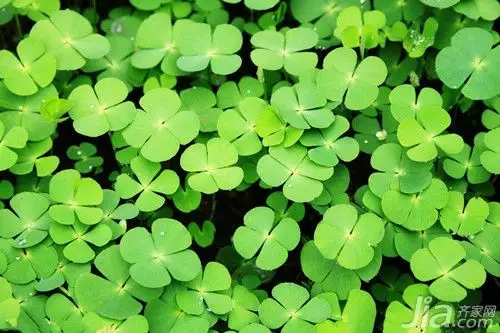 四叶草的简介四叶草图片欣赏