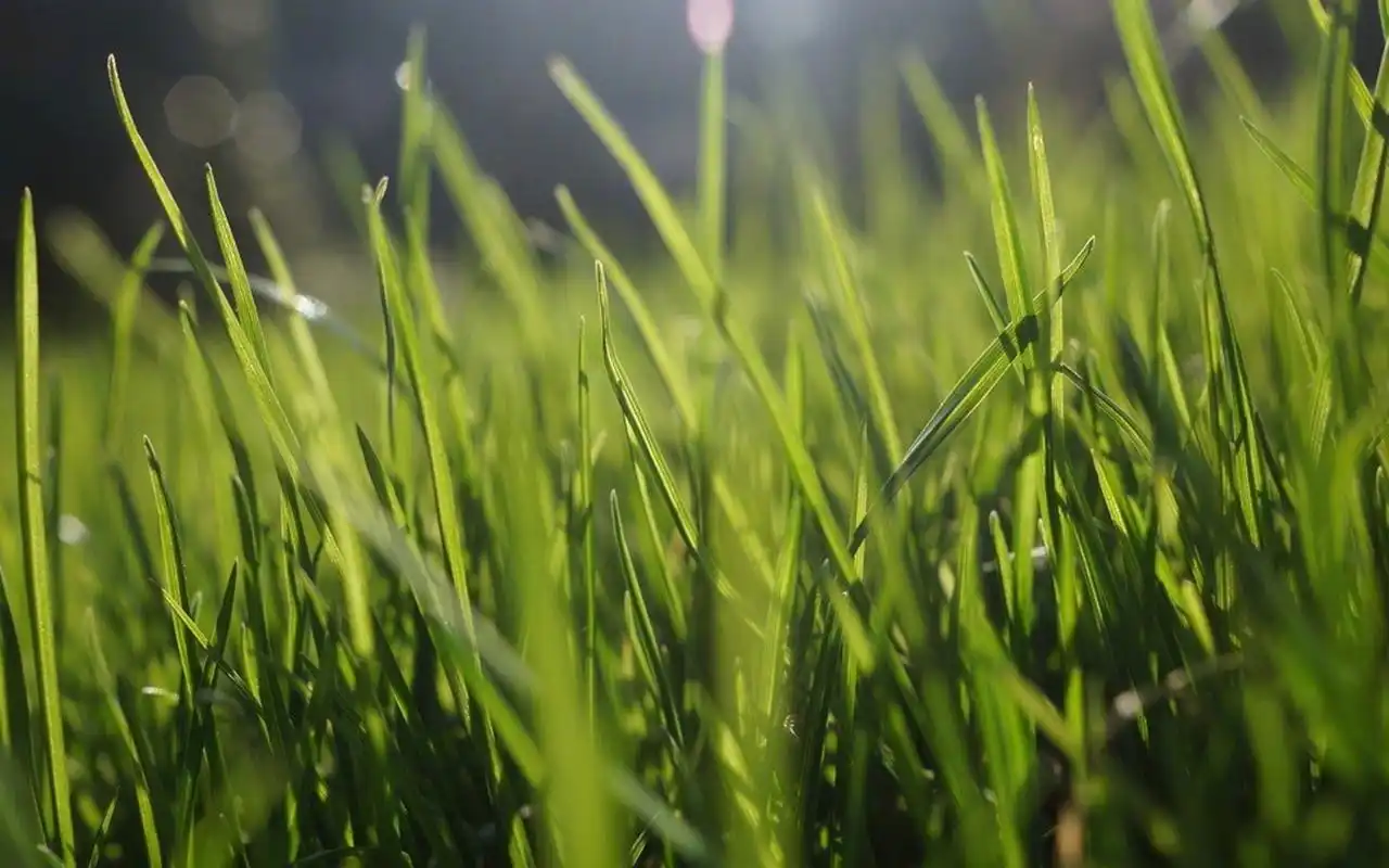 高清护眼绿色植物图片电脑壁纸