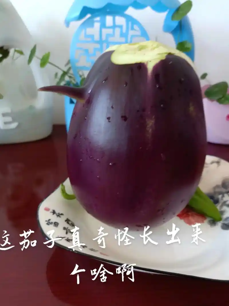 只有照片能记录这份珍贵 茄子也要变魔法啊奇怪啊 - 抖音